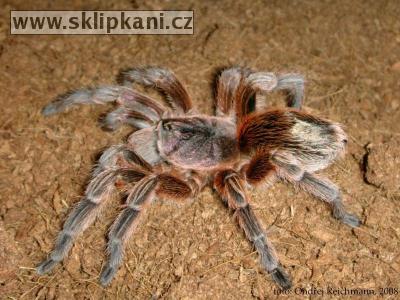 Paraphysa_sp._Chile